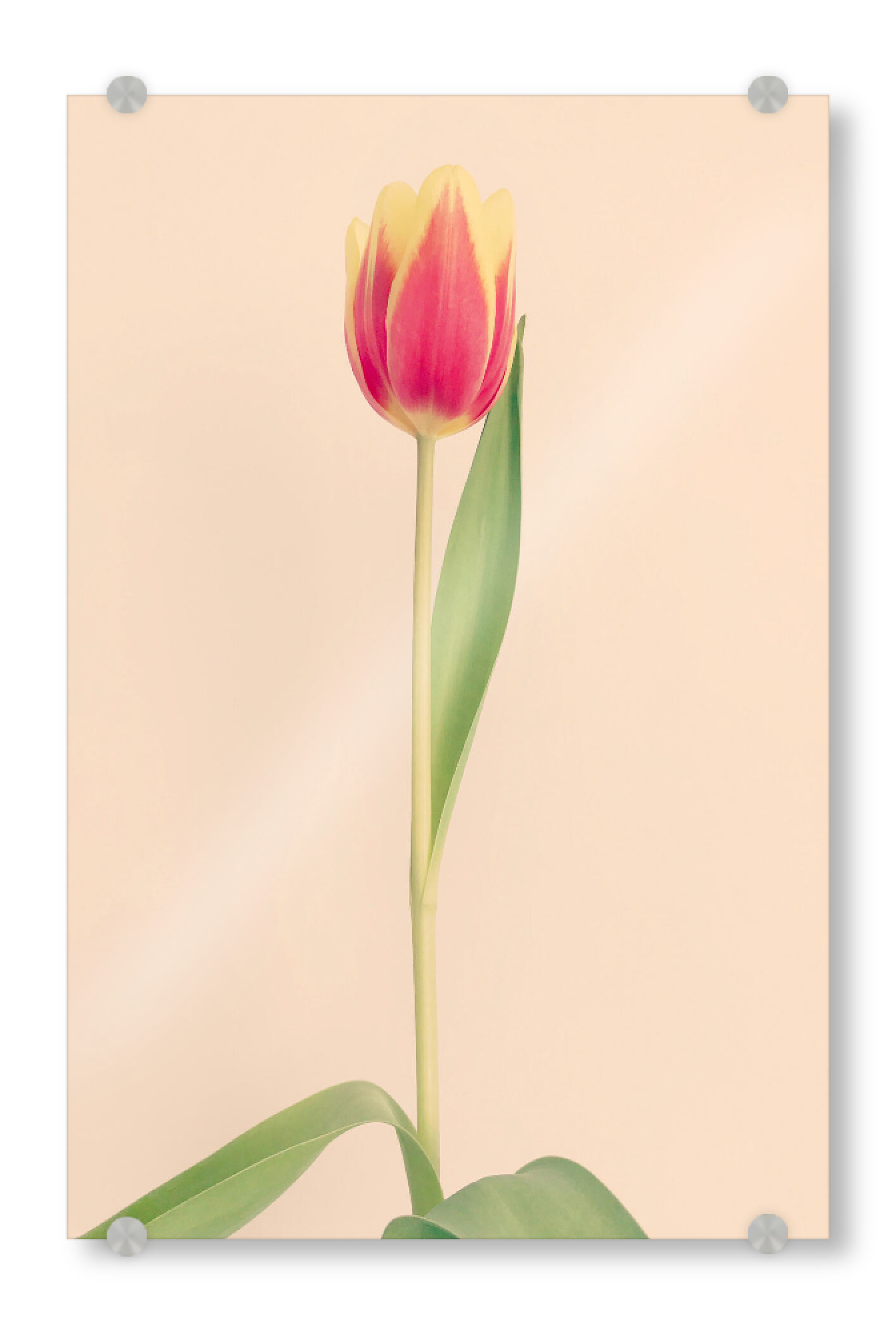 Acrylglasbild "Mon Amour" artboxONE - Natur,Floral,Liebe - Tulpe,Tulip,Natur,Frühling,Blume,Flower,Botanical,Botanisch,Plant,Pflanze