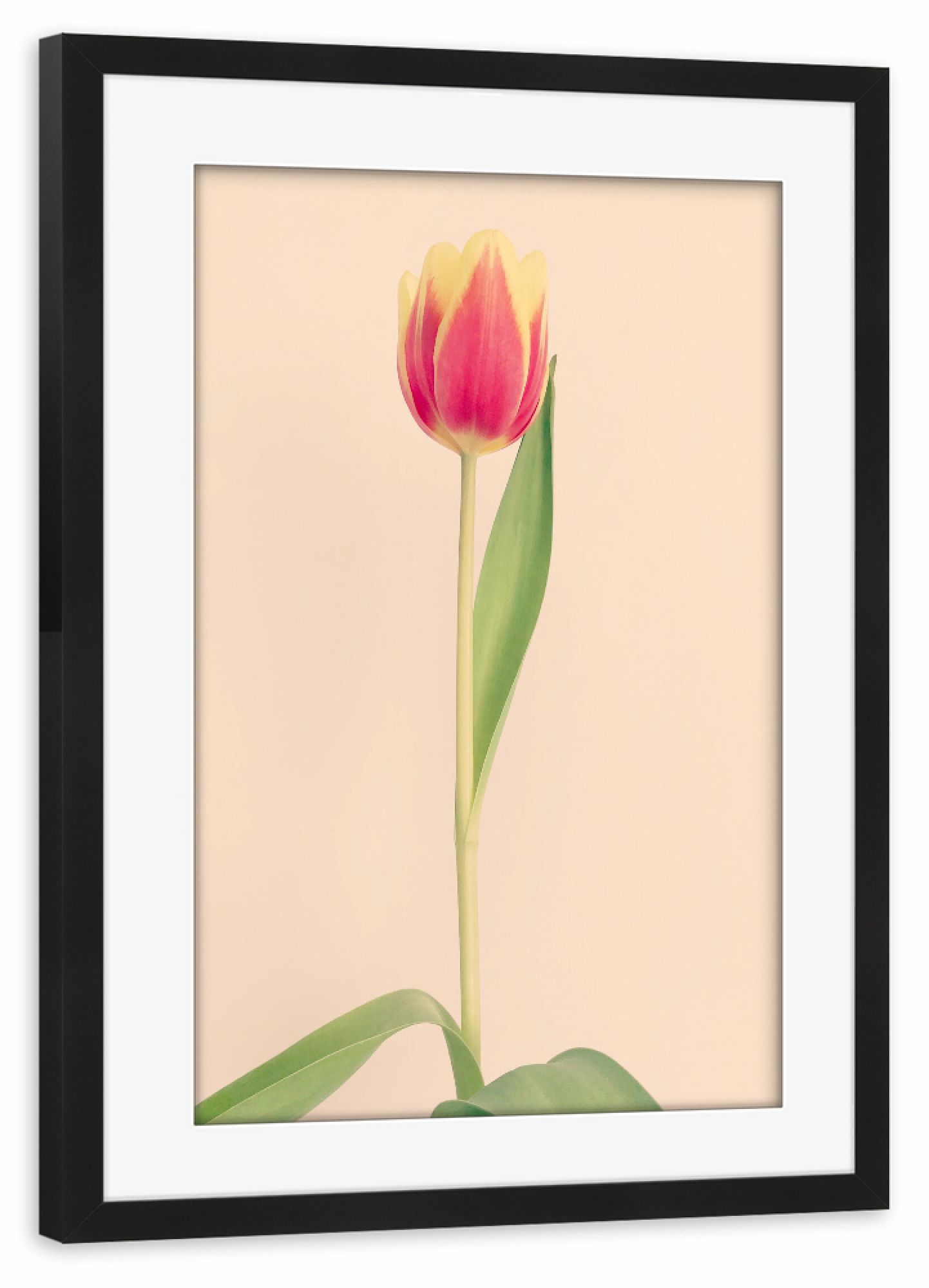Poster mit Rahmen schwarz "Mon Amour" artboxONE - Natur,Floral,Liebe - Tulpe,Tulip,Natur,Frühling,Blume,Flower,Botanical,Botanisch,Plant,Pflanze