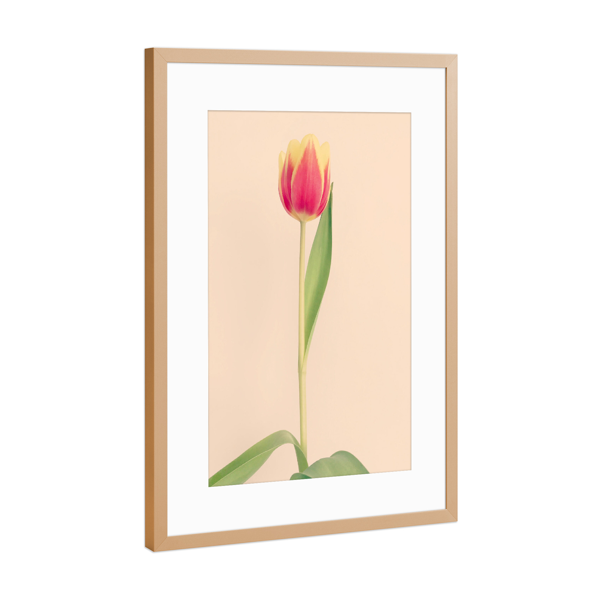 Poster mit Rahmen Kupfer "Mon Amour" artboxONE - Natur,Floral,Liebe - Tulpe,Tulip,Natur,Frühling,Blume,Flower,Botanical,Botanisch,Plant,Pflanze