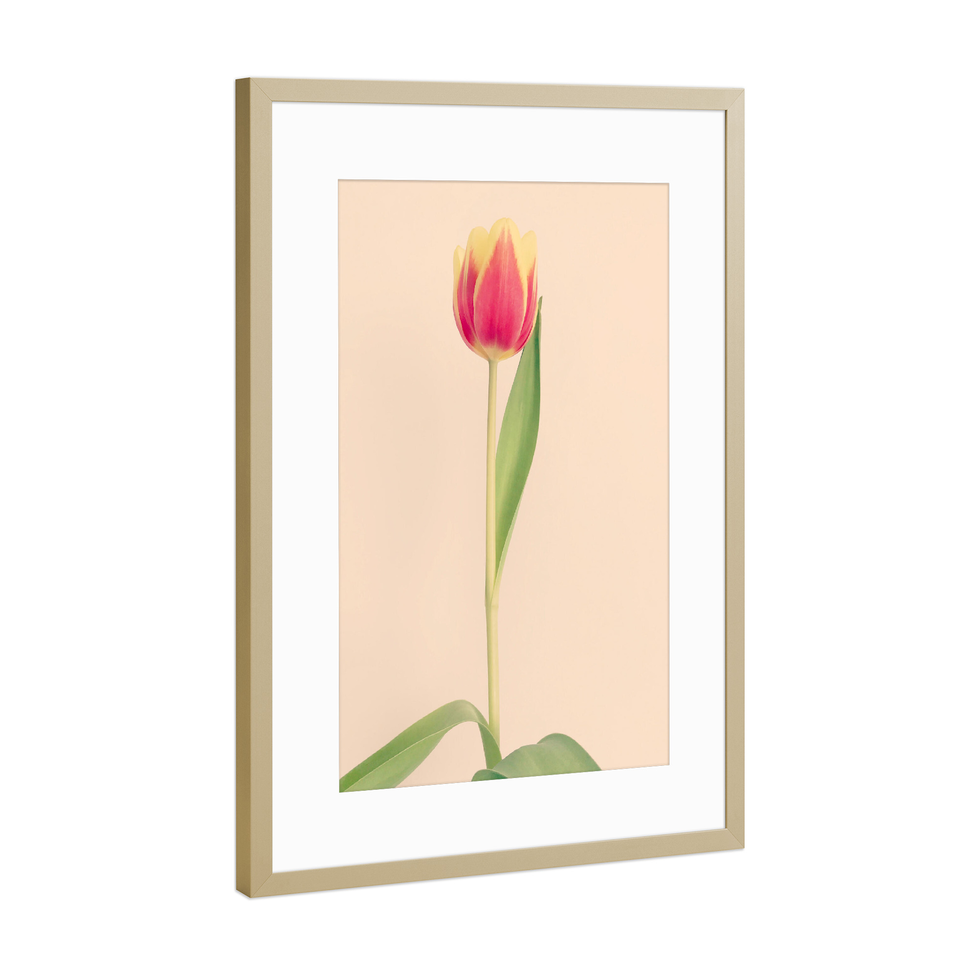 Poster mit Rahmen Gold "Mon Amour" artboxONE - Natur,Floral,Liebe - Tulpe,Tulip,Natur,Frühling,Blume,Flower,Botanical,Botanisch,Plant,Pflanze