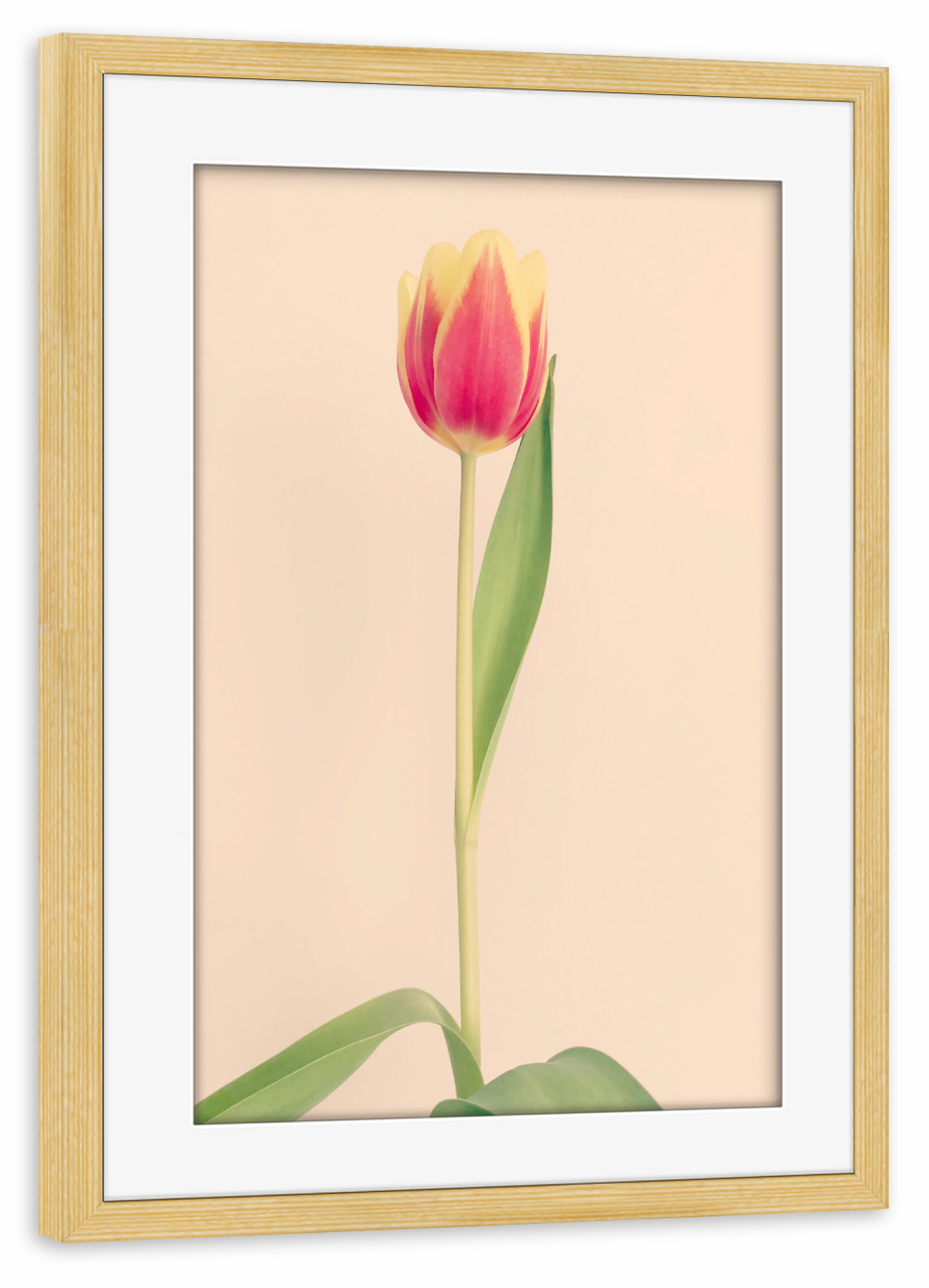 Poster mit Rahmen kiefer "Mon Amour" artboxONE - Natur,Floral,Liebe - Tulpe,Tulip,Natur,Frühling,Blume,Flower,Botanical,Botanisch,Plant,Pflanze