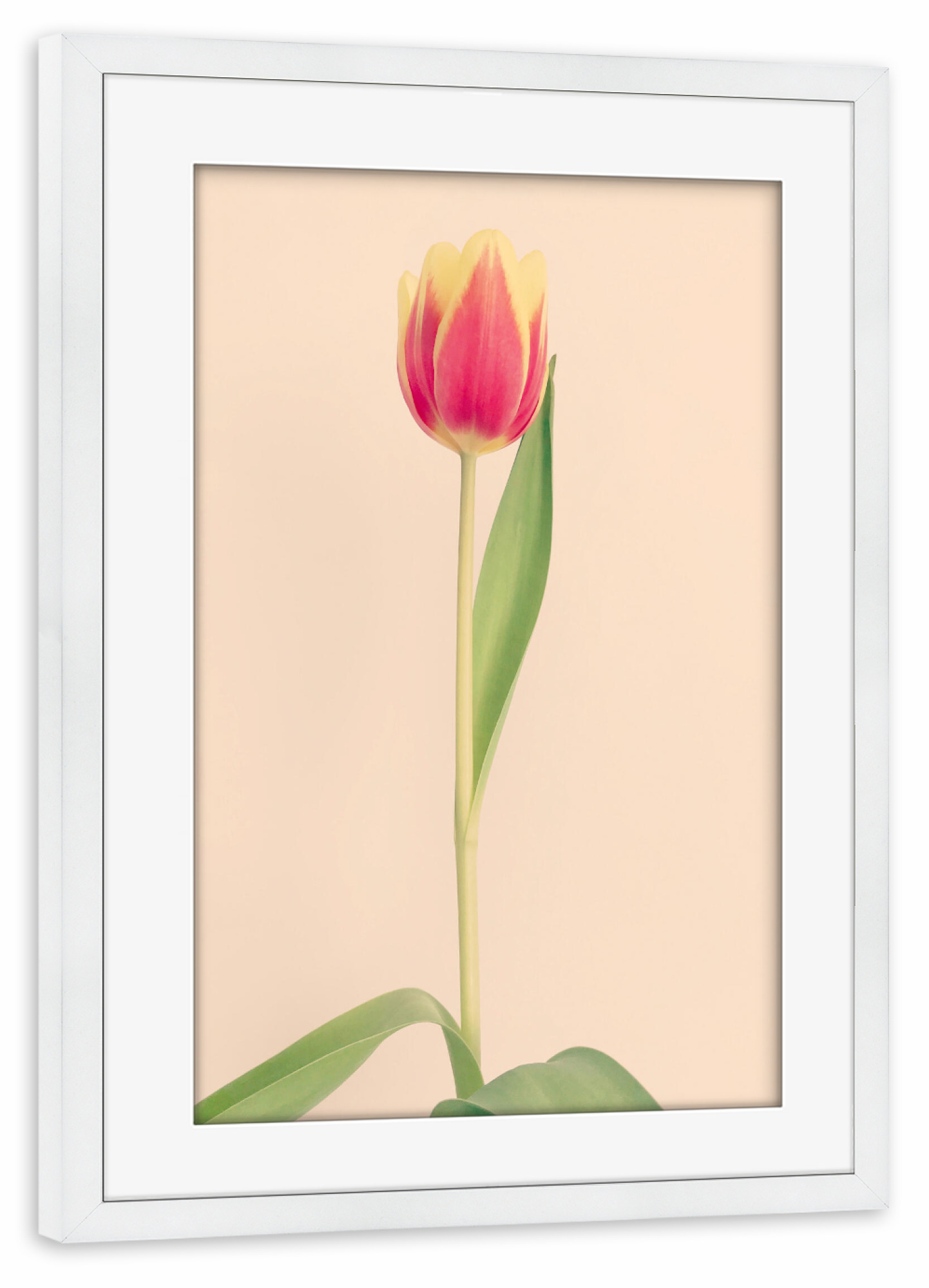 Poster mit Rahmen weiß "Mon Amour" artboxONE - Natur,Floral,Liebe - Tulpe,Tulip,Natur,Frühling,Blume,Flower,Botanical,Botanisch,Plant,Pflanze