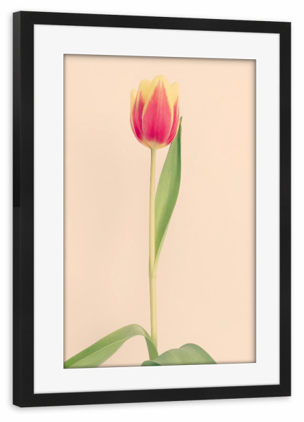 Poster mit Rahmen schwarz "Mon Amour" artboxONE - Natur,Floral,Liebe - Tulpe,Tulip,Natur,Frühling,Blume,Flower,Botanical,Botanisch,Plant,Pflanze