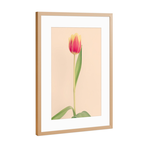 Poster mit Rahmen Kupfer "Mon Amour" artboxONE - Natur,Floral,Liebe - Tulpe,Tulip,Natur,Frühling,Blume,Flower,Botanical,Botanisch,Plant,Pflanze
