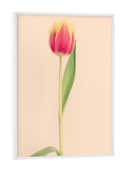 Poster mit weißem Rahmen "Mon Amour" artboxONE - Natur,Floral,Liebe - Tulpe,Tulip,Natur,Frühling,Blume,Flower,Botanical,Botanisch,Plant,Pflanze