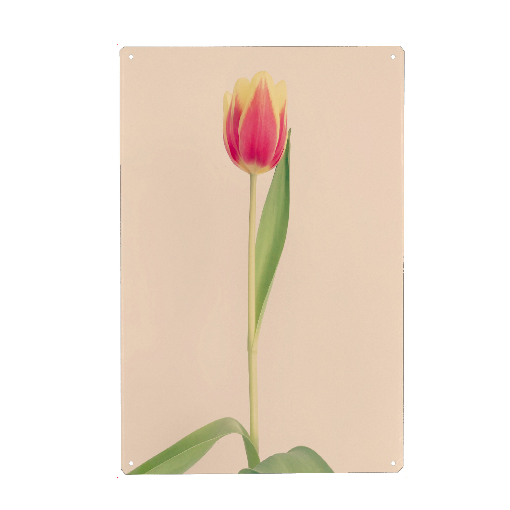 Metall Poster "Mon Amour" artboxONE - Natur,Floral,Liebe - Tulpe,Tulip,Natur,Frühling,Blume,Flower,Botanical,Botanisch,Plant,Pflanze - Blechschild