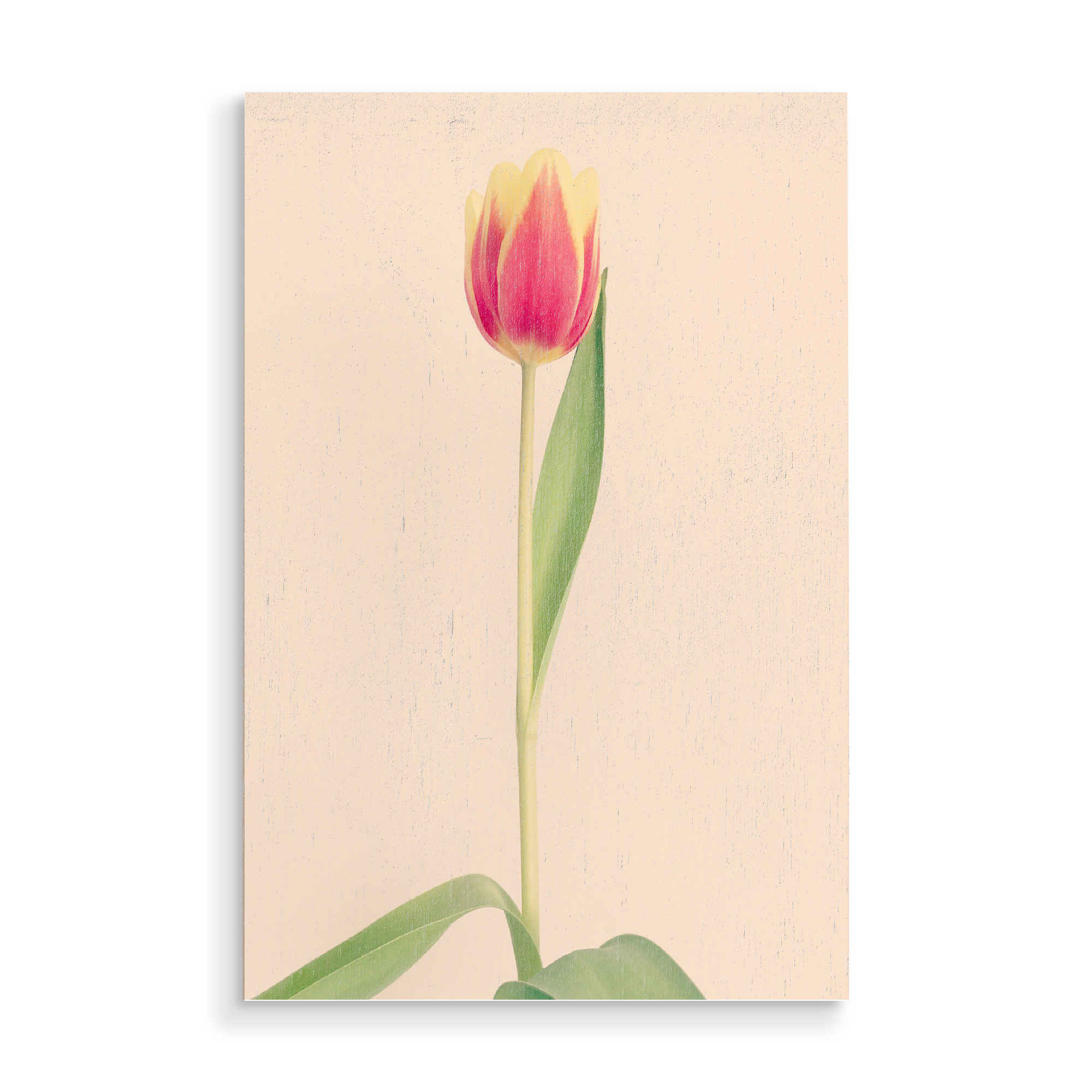 Holzbild "Mon Amour" artboxONE - Natur,Floral,Liebe - Tulpe,Tulip,Natur,Frühling,Blume,Flower,Botanical,Botanisch,Plant,Pflanze