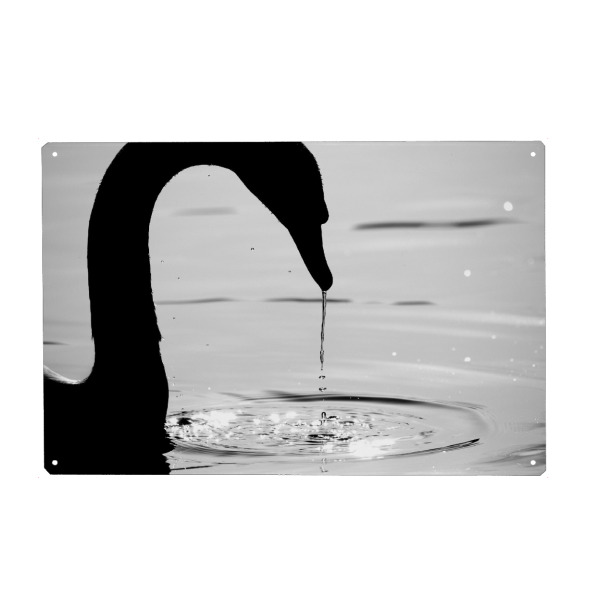 Metall Poster "Silent Waters" artboxONE - Natur,Tiere,Schwarzweiß