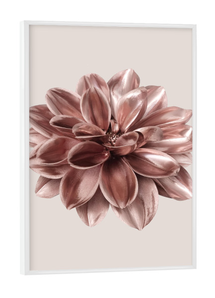 Poster mit weißem Rahmen "Dahlie in Roségold" artboxONE - Natur,Floral
