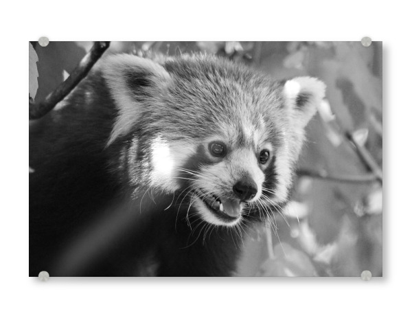 Acrylglasbild "Roter Panda Portrait sw" artboxONE - Natur,Tiere,Schwarzweiß