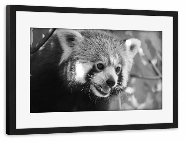 Poster mit Rahmen schwarz "Roter Panda Portrait sw" artboxONE - Natur,Tiere,Schwarzweiß