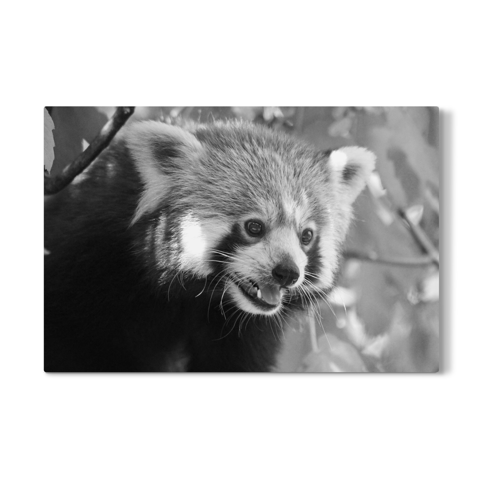 Galerie-Print "Roter Panda Portrait sw" 30x20 cm artboxONE