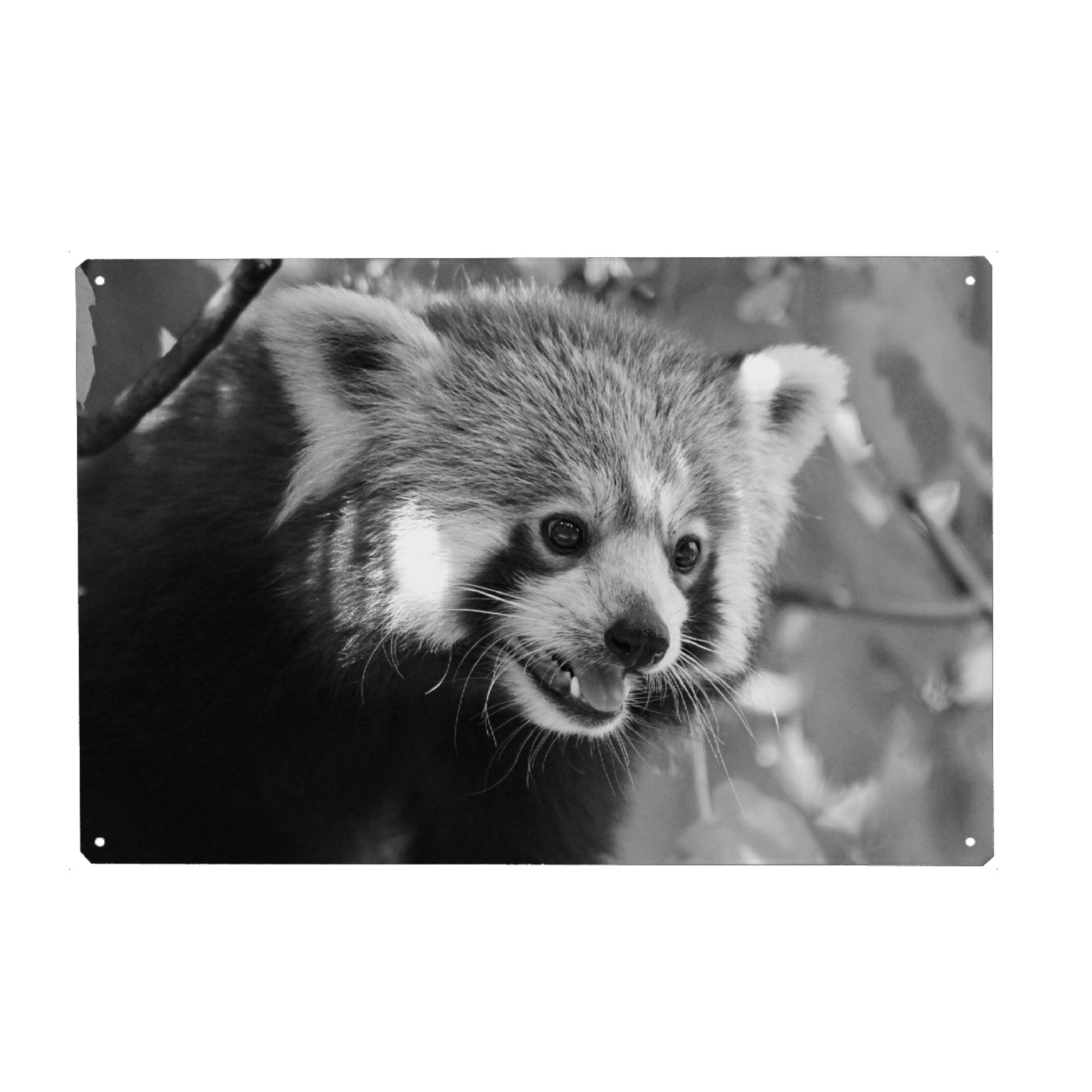 Metall Poster "Roter Panda Portrait sw" artboxONE - Natur,Tiere,Schwarzweiß