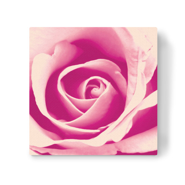 Leinwandbild "The Pink Rose" artboxONE - Natur,Floral,Liebe