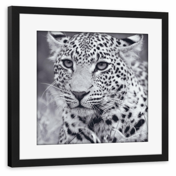 Poster mit Rahmen schwarz "Young Leopard (Black and White)" artboxONE - Natur,Tiere,Schwarzweiß,Reise / Afrika