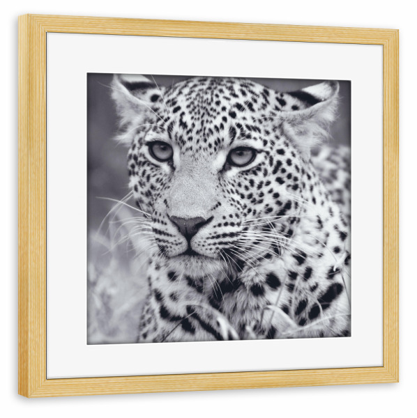 Poster mit Rahmen kiefer "Young Leopard (Black and White)" artboxONE - Natur,Tiere,Schwarzweiß,Reise / Afrika