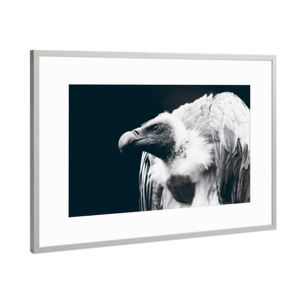 Poster mit Rahmen Silber "Vulture" artboxONE - Tiere,Schwarzweiß - Geier,Greifvigel,Tier,Schwarzweiß,Mönchsgeier,Hässlich,Animal,Bird,Blackandwhite