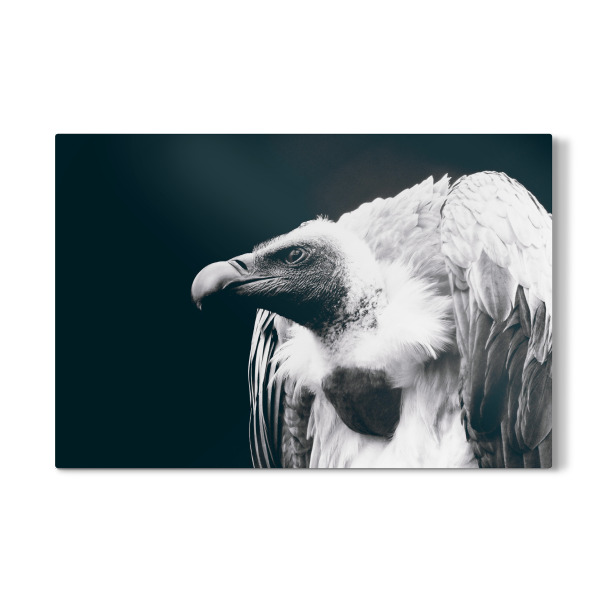 Galerie-Print "Vulture" 30x20 cm artboxONE
