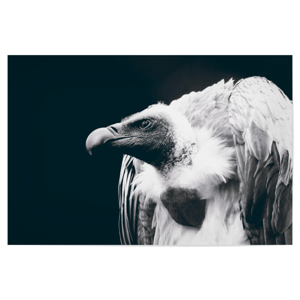 Poster 30x20 cm "Vulture" artboxONE - Tiere,Schwarzweiß - Geier,Greifvigel,Tier,Schwarzweiß,Mönchsgeier,Hässlich,Animal,Bird,Blackandwhite