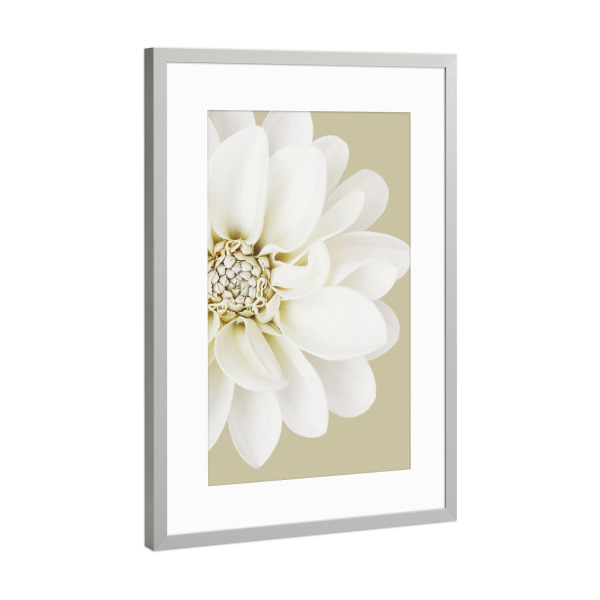 Poster mit Rahmen Silber "White Flower Love" artboxONE - Natur,Floral - Flower,Dahlie,Dahlia,Bloom,Blossom,Happy,Love,Blume,Nature,Natur,Floral,Beige