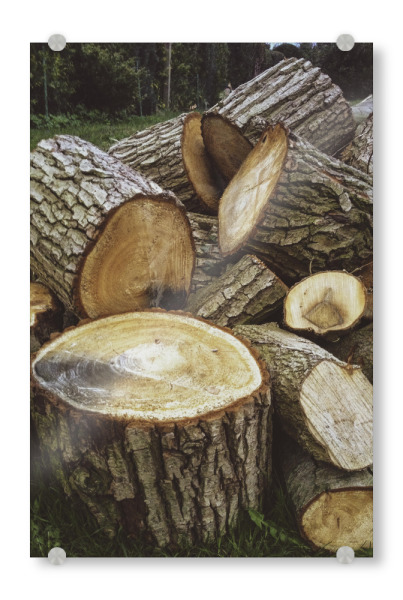 Acrylglasbild "Bucolism d" artboxONE - Natur - Nature,Bucolic,Farm,Trees,Countryside,Natur,Bäume,Wald,Forest