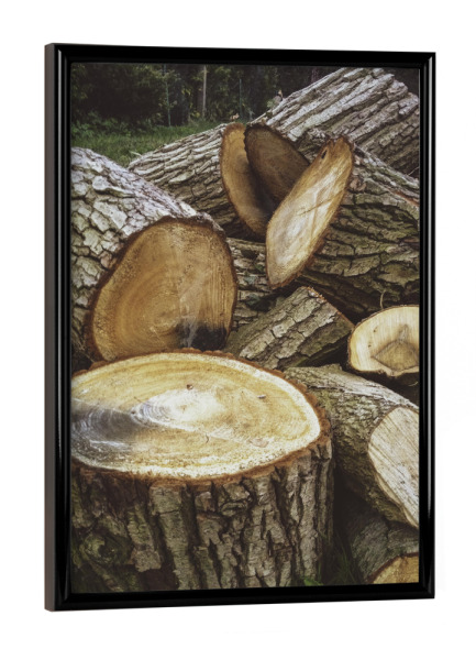 Poster mit schwarzem Rahmen "Bucolism d" artboxONE - Natur - Nature,Bucolic,Farm,Trees,Countryside,Natur,Bäume,Wald,Forest