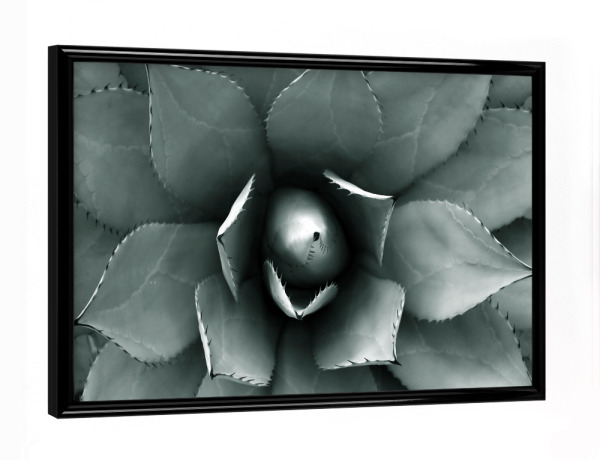 Poster mit schwarzem Rahmen "Agave blau-grün" artboxONE - Natur,Floral,Abstrakt