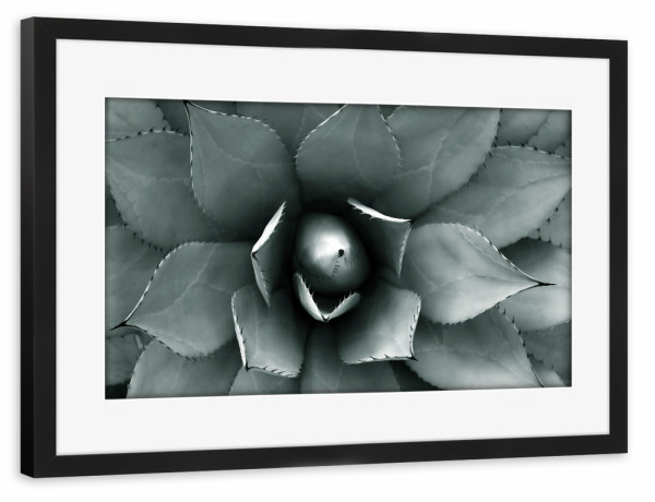 Poster mit Rahmen schwarz "Agave blau-grün" artboxONE - Natur,Floral,Abstrakt