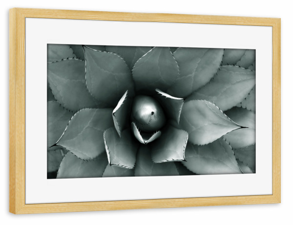 Poster mit Rahmen kiefer "Agave blau-grün" artboxONE - Natur,Floral,Abstrakt