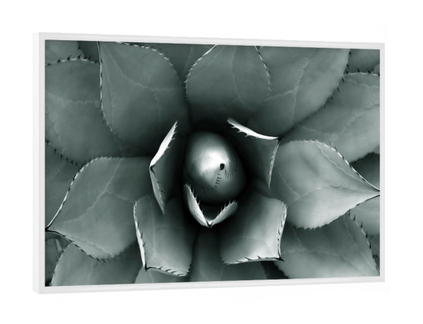 Poster mit weißem Rahmen "Agave blau-grün" artboxONE - Natur,Floral,Abstrakt