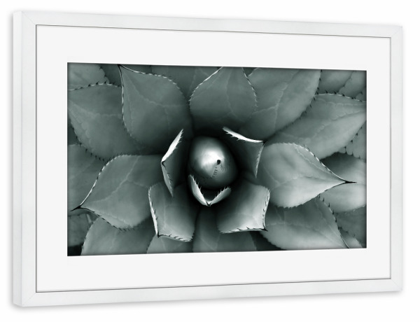 Poster mit Rahmen weiß "Agave blau-grün" artboxONE - Natur,Floral,Abstrakt