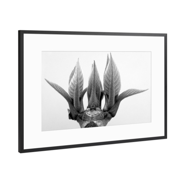Poster mit Rahmen Schwarz (Metallic) "Monument of Nature" artboxONE - Natur,Floral,Schwarzweiß