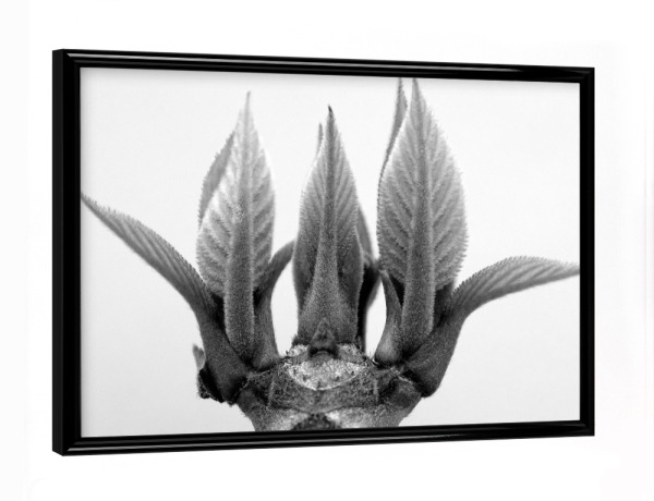 Poster mit schwarzem Rahmen "Monument of Nature" artboxONE - Natur,Floral,Schwarzweiß