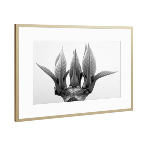Poster mit Rahmen Gold "Monument of Nature" artboxONE - Natur,Floral,Schwarzweiß