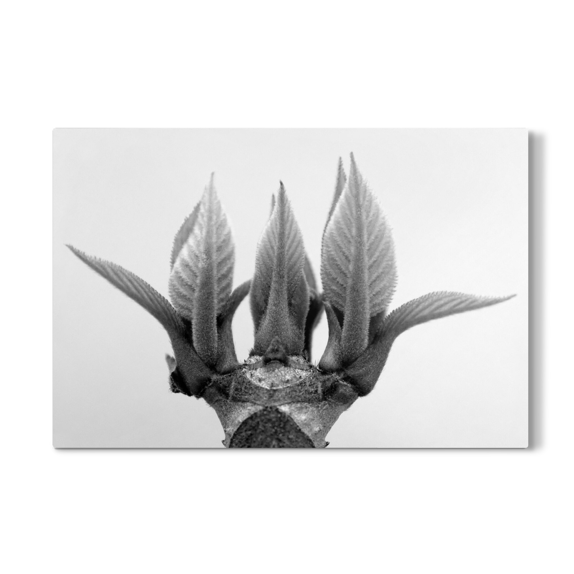Galerie-Print "Monument of Nature" 30x20 cm artboxONE