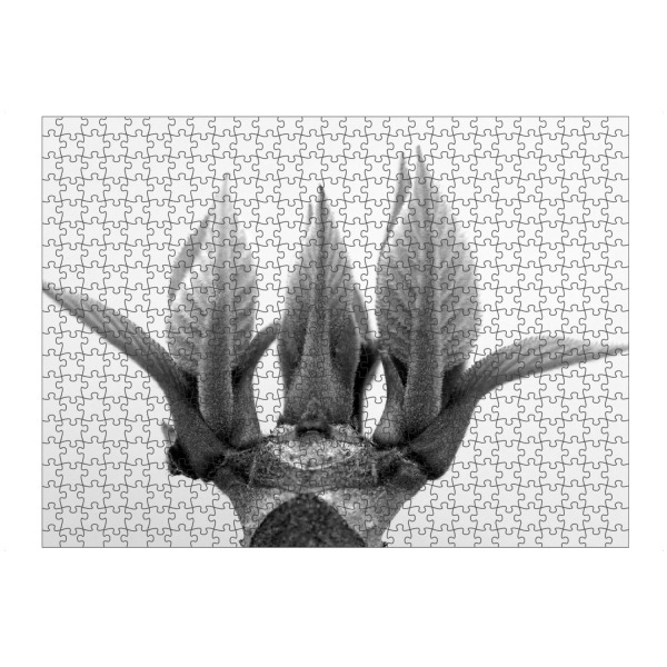 artboxONE Puzzle "Monument of Nature" artboxONE - Natur,Floral,Schwarzweiß