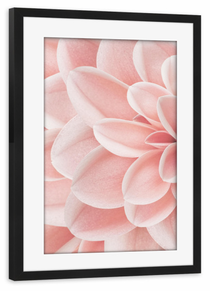 Poster mit Rahmen schwarz "Dahlie in rosa" artboxONE - Natur,Floral