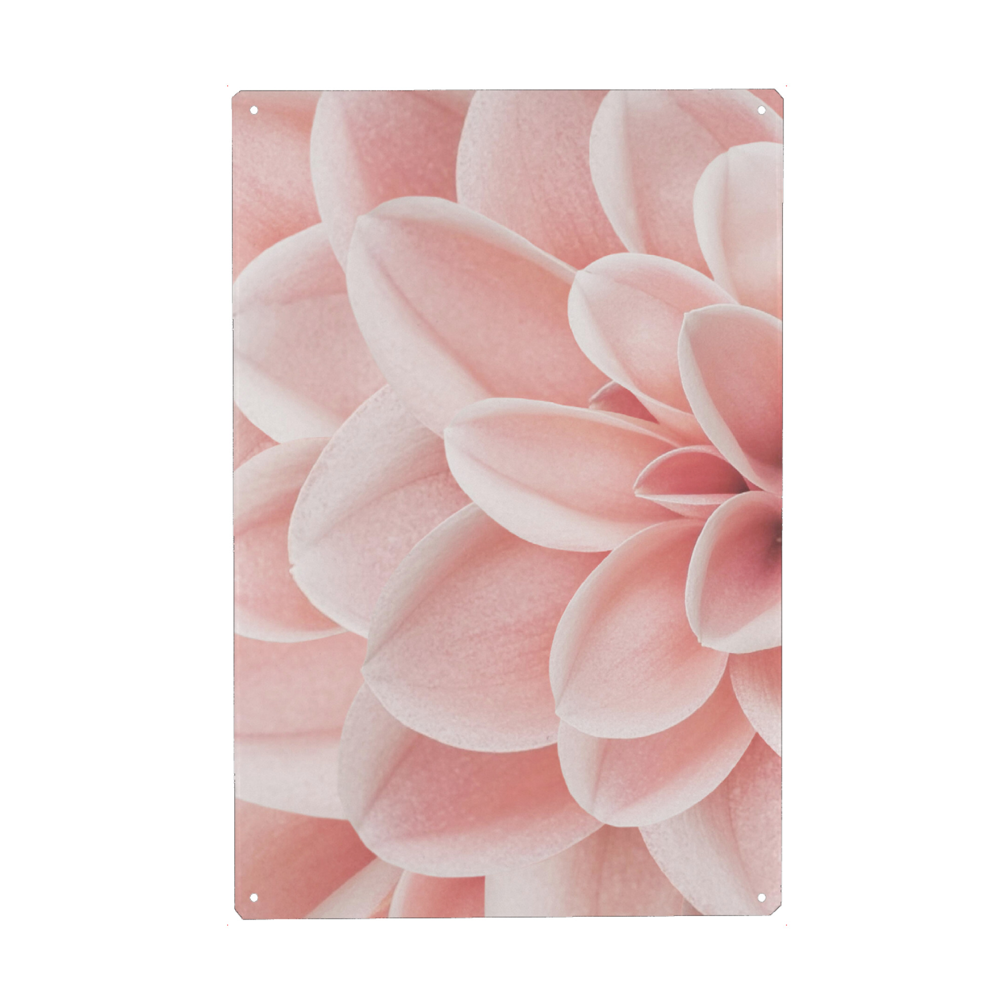 Metall Poster "Dahlie in rosa" artboxONE - Natur,Floral