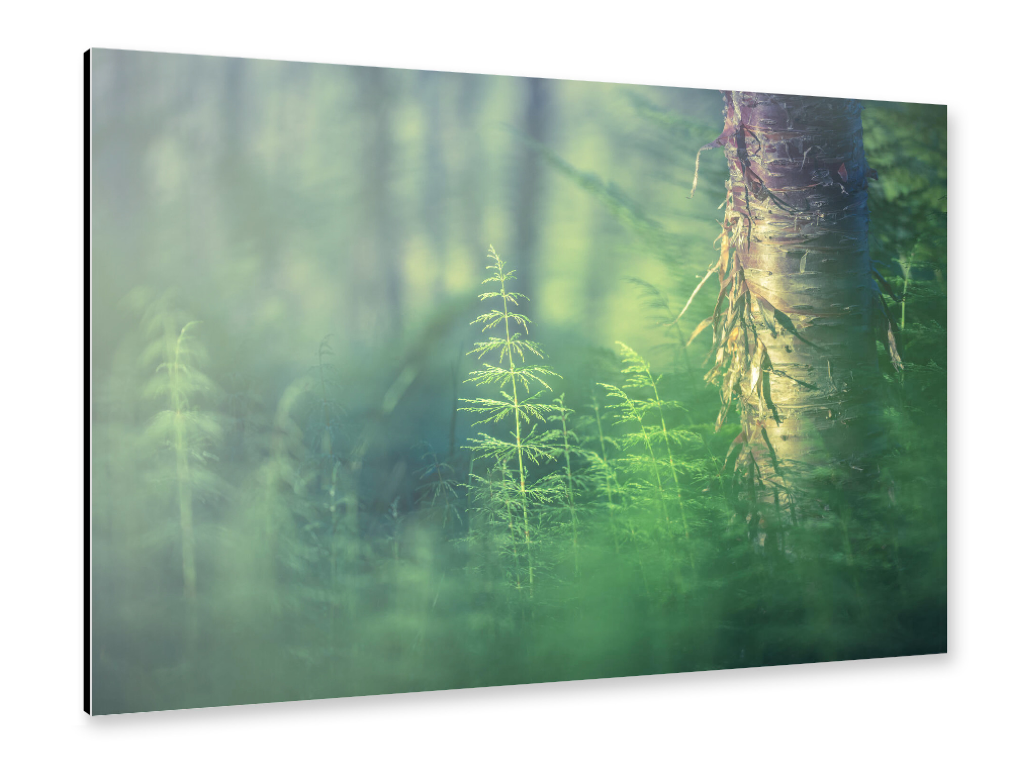 Alu-Dibond "Schachtelhalm" 30x20 cm artboxONE