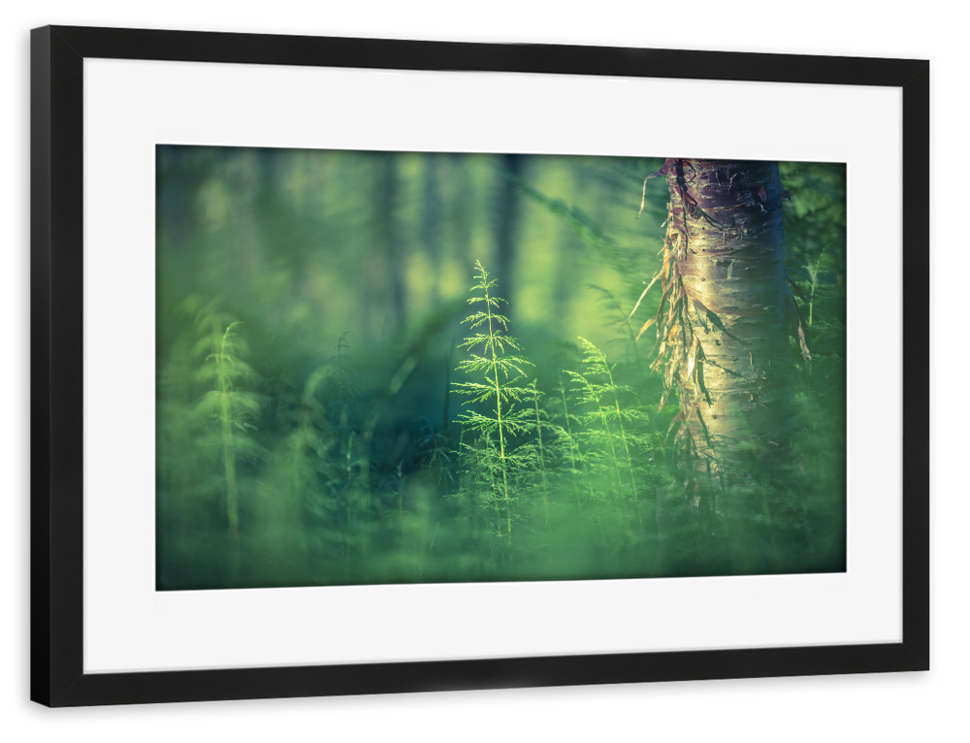Poster mit Rahmen schwarz "Schachtelhalm" artboxONE - Natur