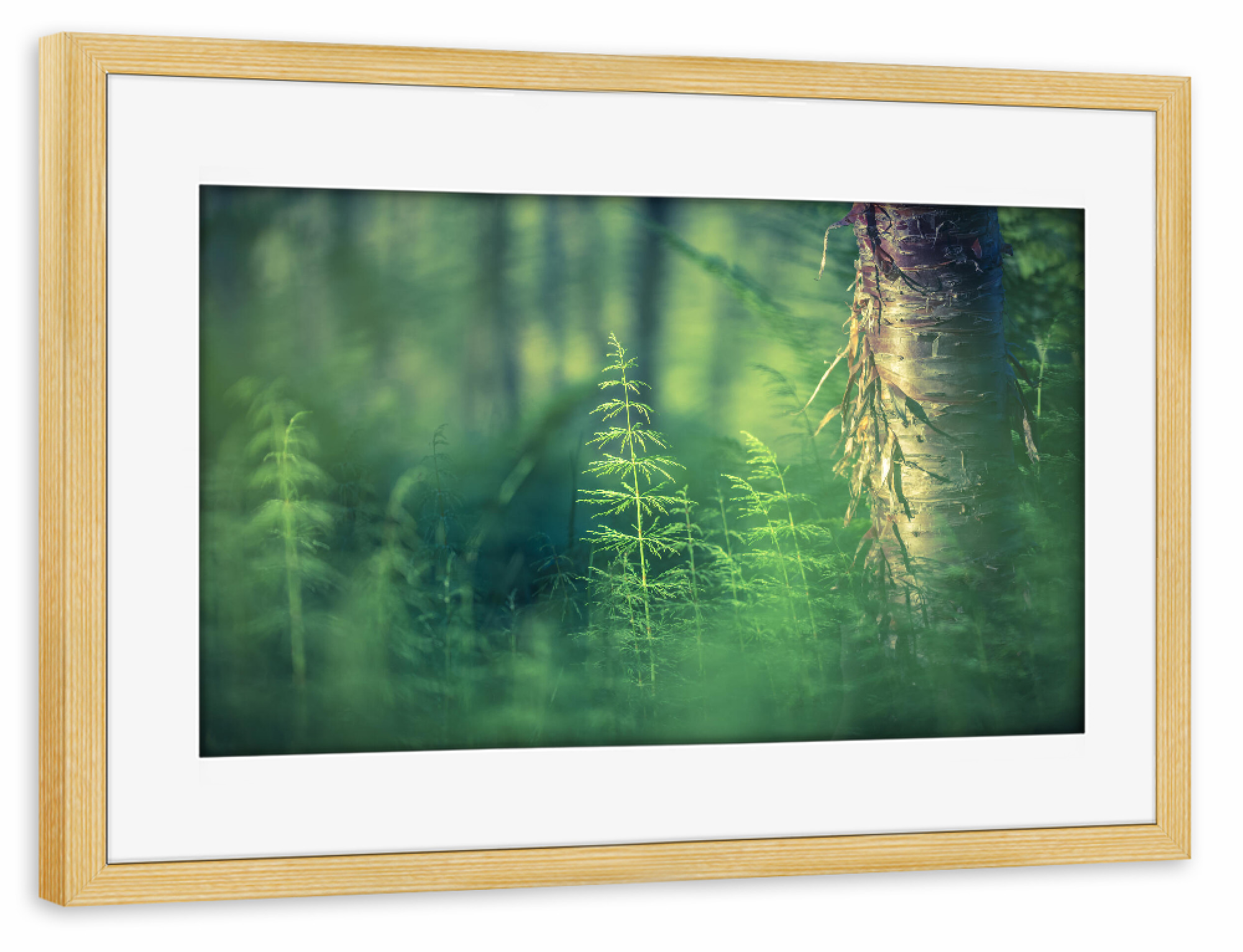 Poster mit Rahmen kiefer "Schachtelhalm" artboxONE - Natur