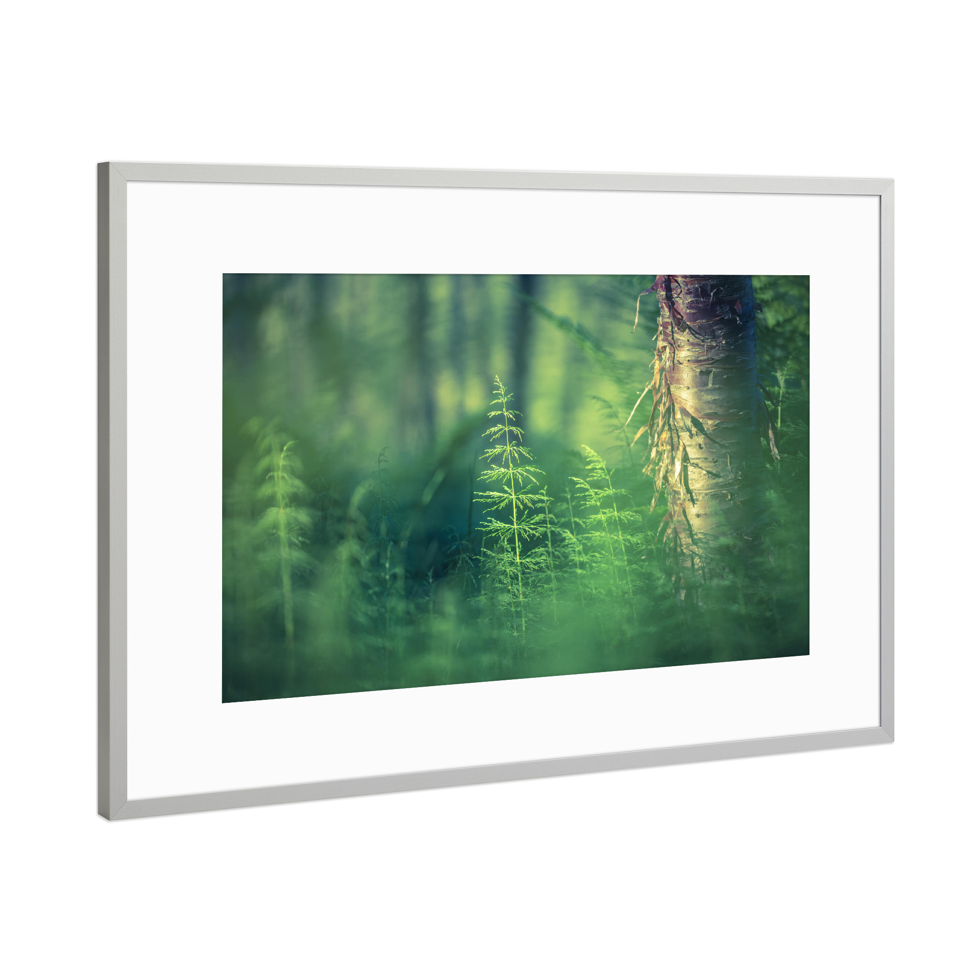 Poster mit Rahmen Silber "Schachtelhalm" artboxONE - Natur