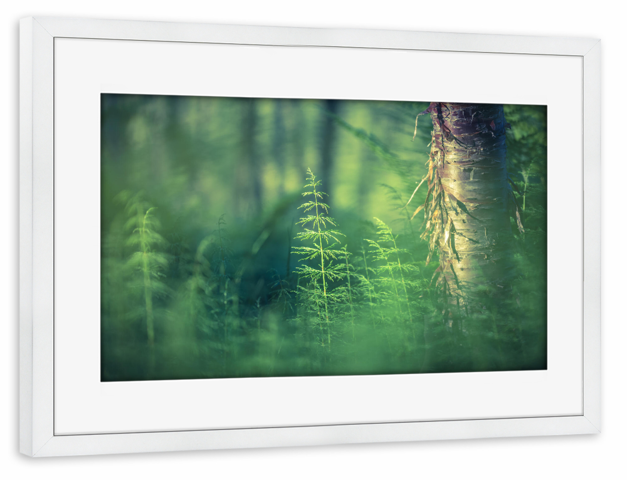 Poster mit Rahmen weiß "Schachtelhalm" artboxONE - Natur