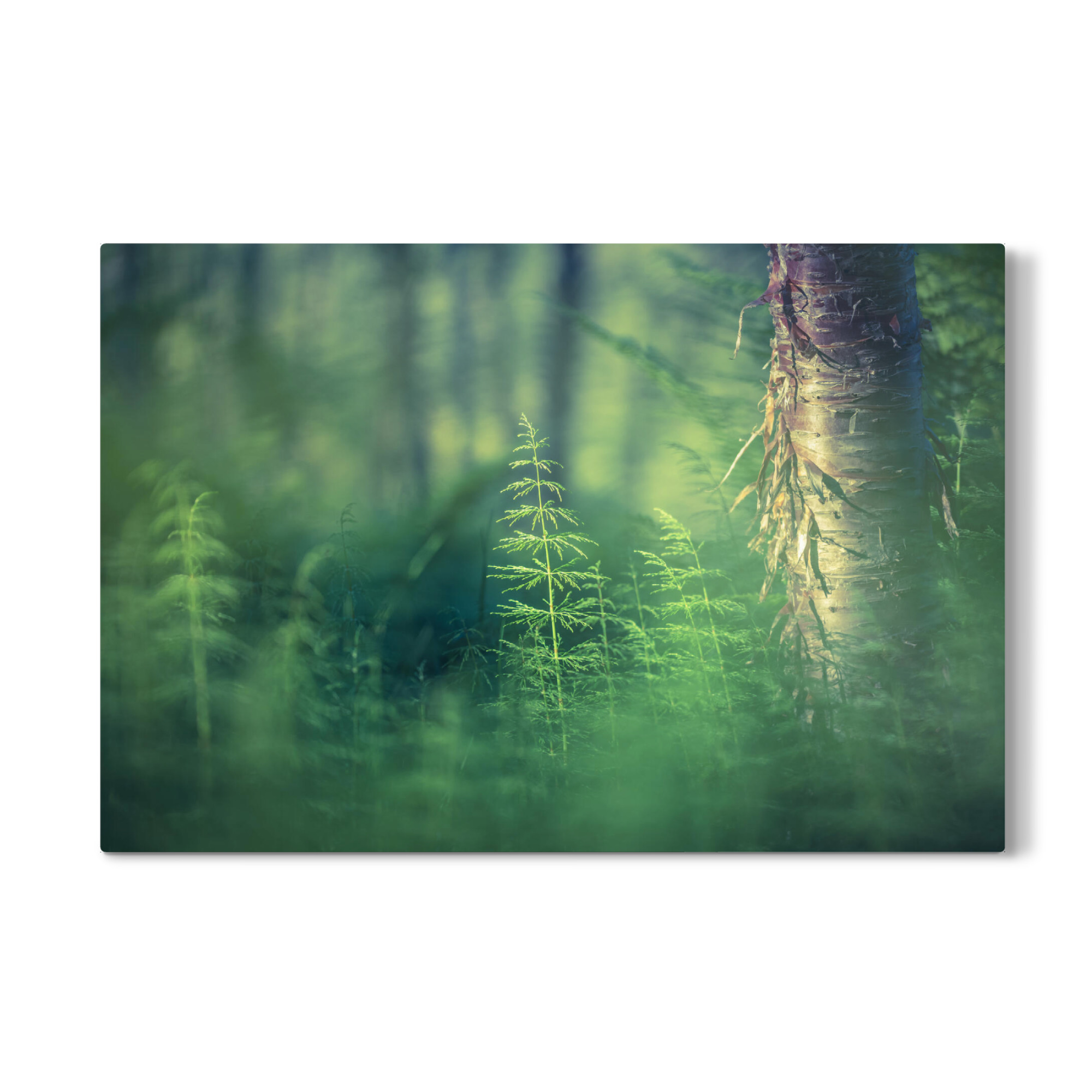 Galerie-Print "Schachtelhalm" 75x50 cm artboxONE