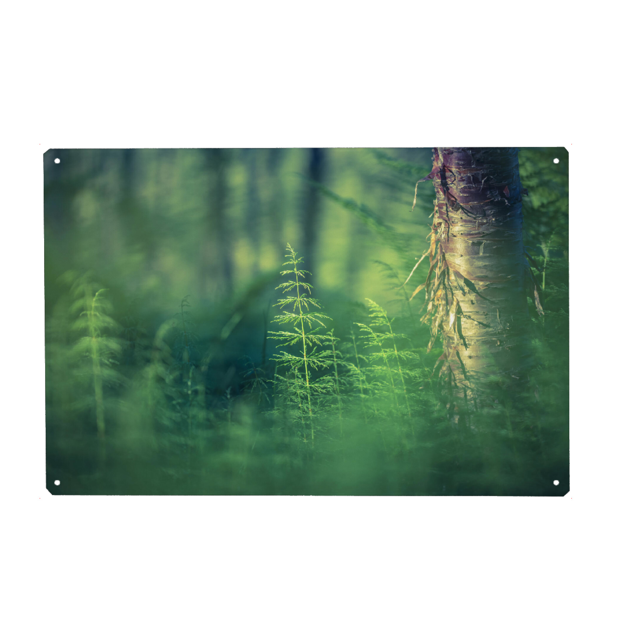 Holzbild "Schachtelhalm" artboxONE - Natur