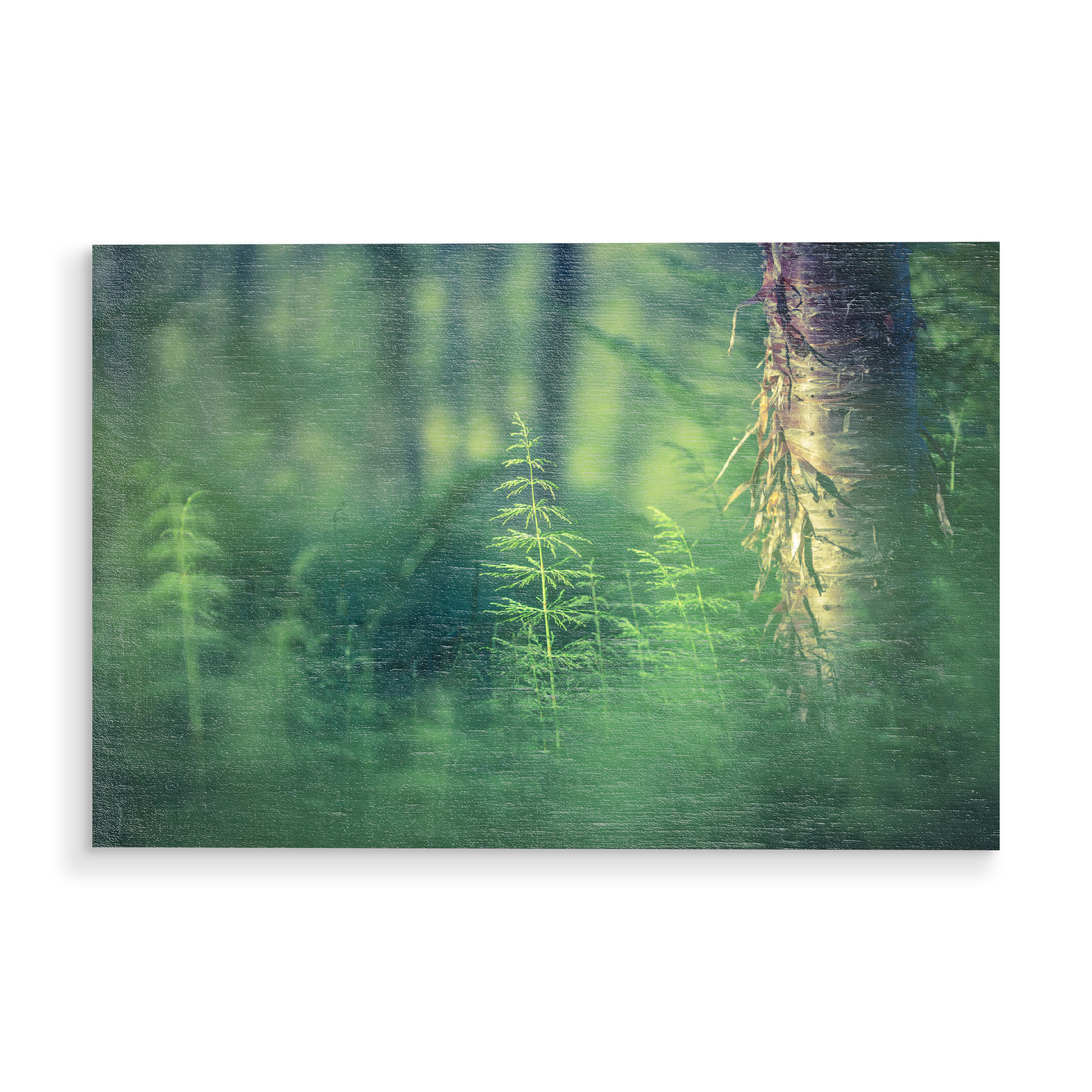 Holzbild "Schachtelhalm" artboxONE - Natur