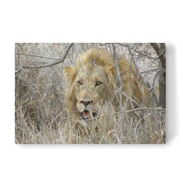 Leinwandbild "Male Lion" artboxONE - Natur,Tiere - Löwe,Afrika,Safari,Big5,Bigfive,Lionking,Lion,König,King,Natur,Nature,Wild,Animal,Tier
