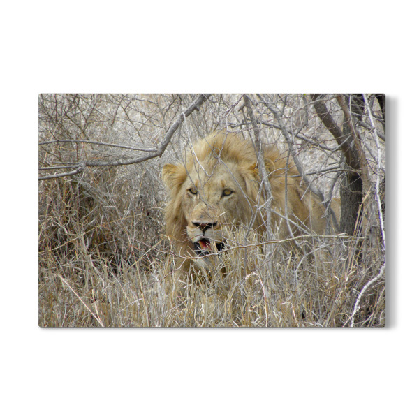 Galerie-Print "Male Lion" 30x20 cm artboxONE