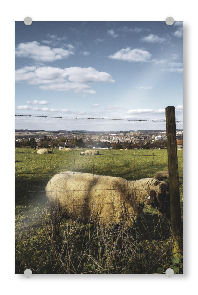 Acrylglasbild "Bucolism e" artboxONE - Natur,Tiere