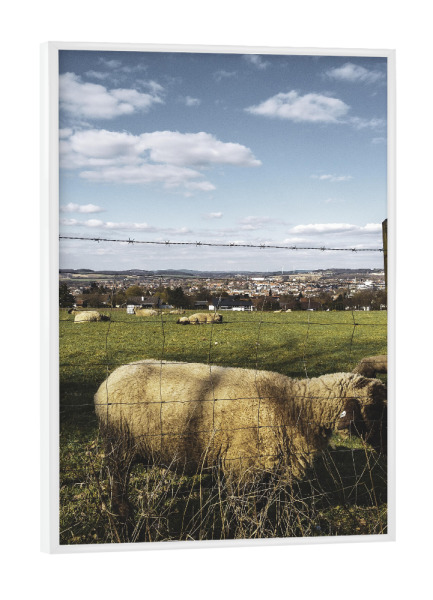 Poster mit weißem Rahmen "Bucolism e" artboxONE - Natur,Tiere